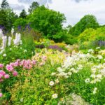 Plantation des vivaces en racines nues : les erreurs à éviter !