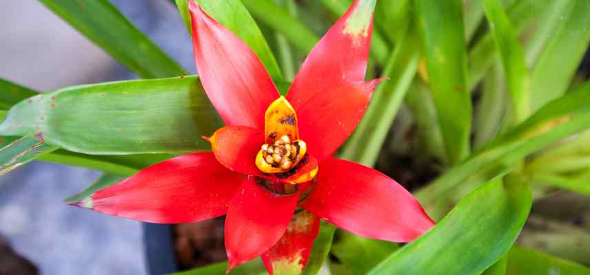 parasites maladies vriesea plante ananas