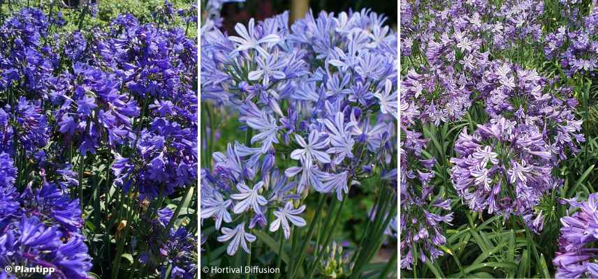 agapanthes floraison remontee florale