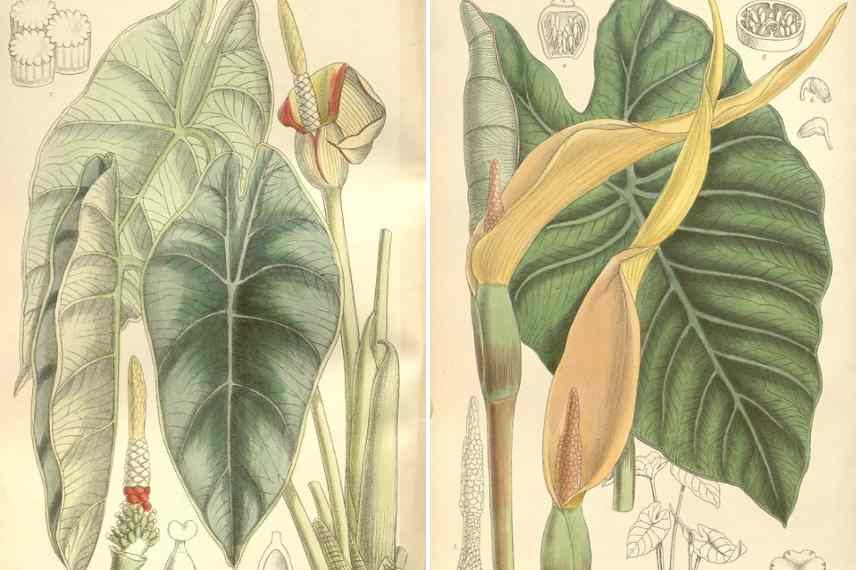 planches botaniques alocasia et colocasia