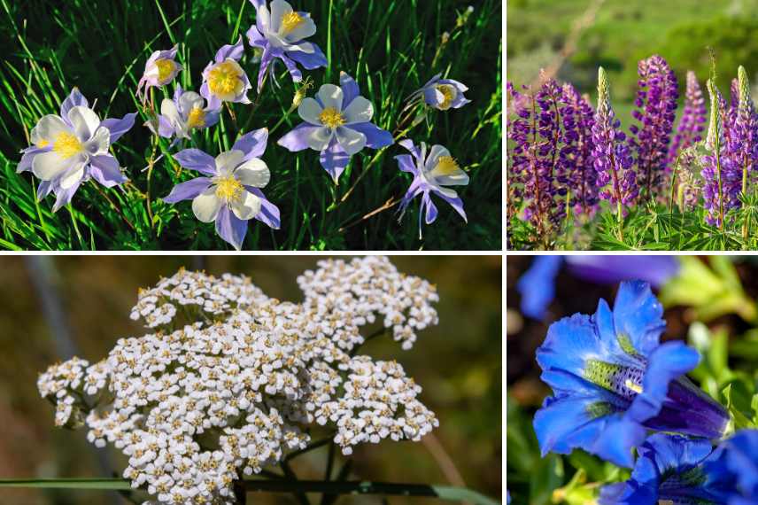 fleurs à cultiver en moyenne altitude
