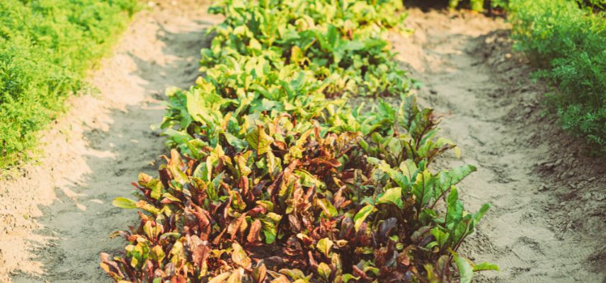 Le billon ou culture sur butte est parfait en sol humide