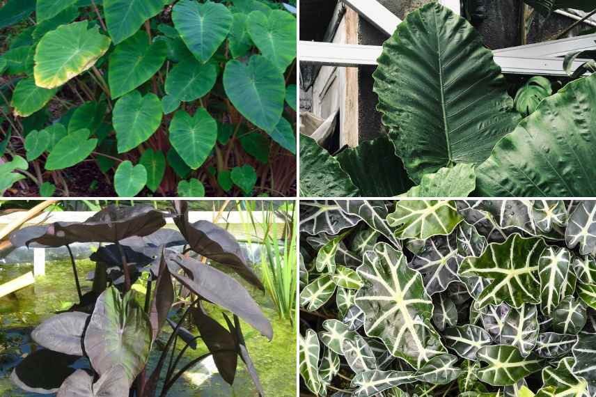 differencier Colocasia et Alocasia