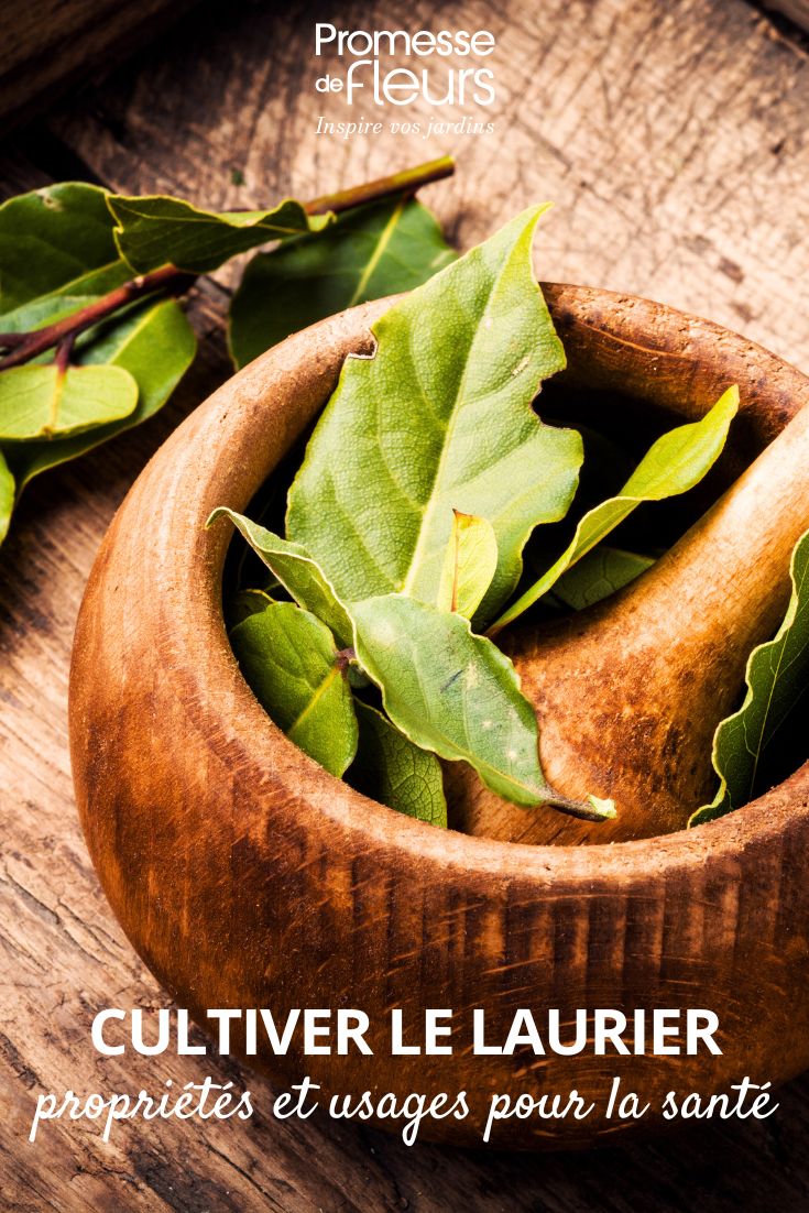 feuilles de laurier cuisine