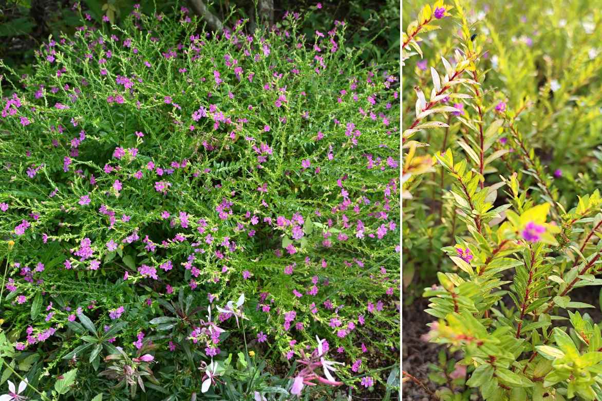 especes botaniques de Cuphea