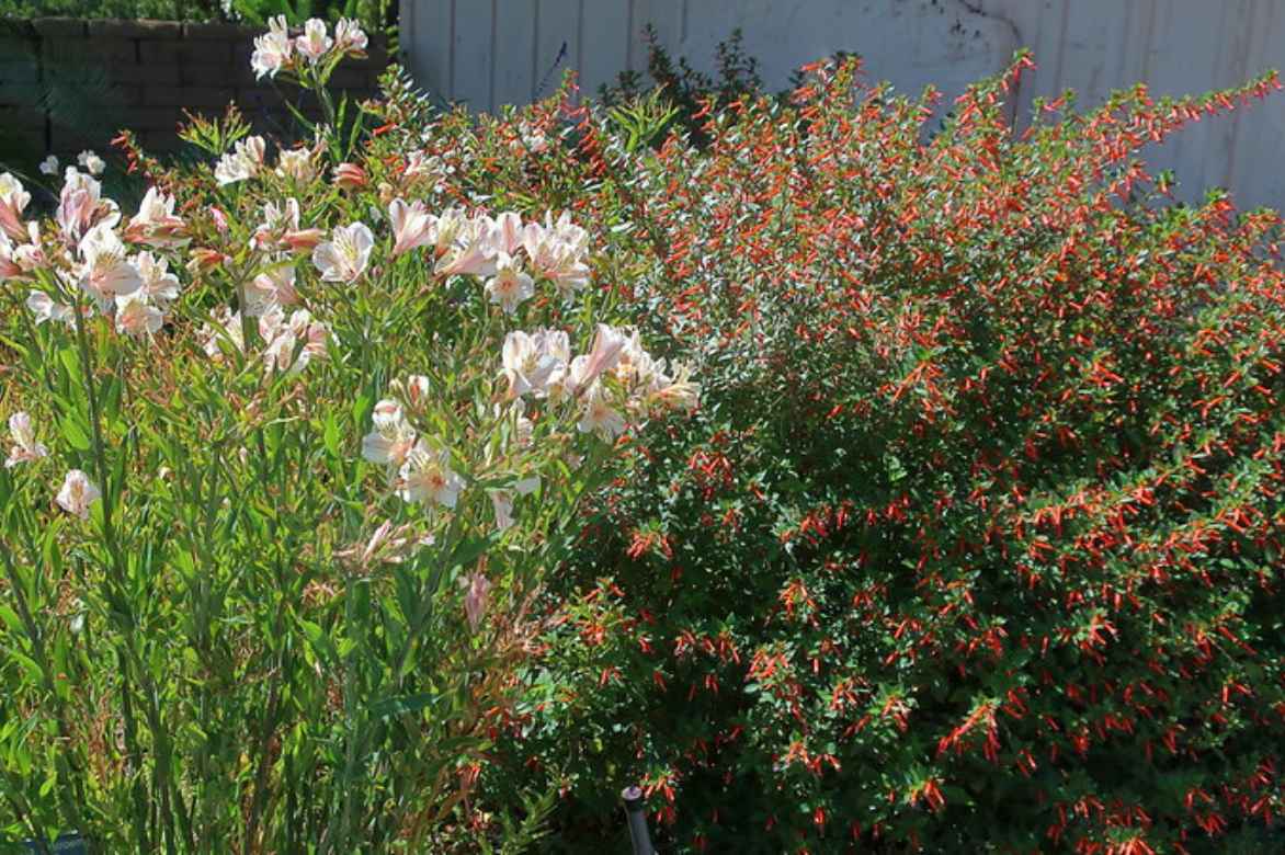 Cuphea diverses especes