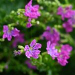 Cuphea : plantation, entretien, et culture en pot ou jardin