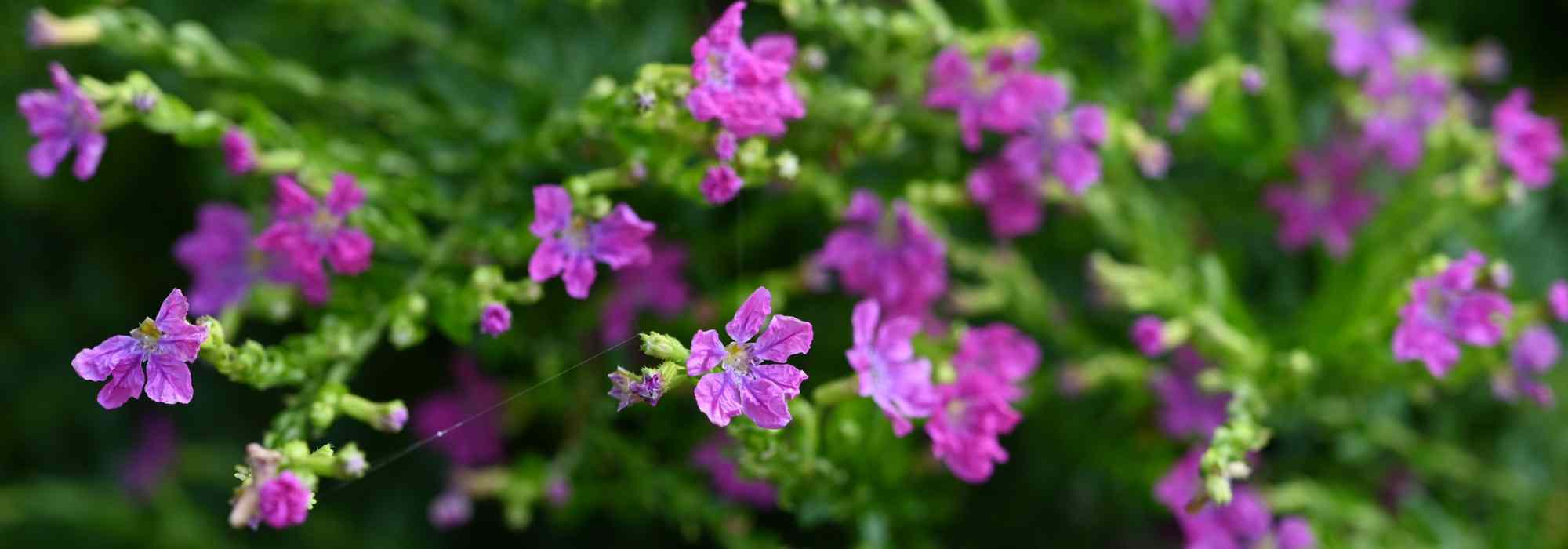 Cuphea : plantation, entretien, et culture en pot ou jardin