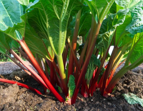 Comment réussir sa décoction de rhubarbe ?