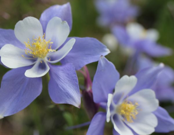 Comment diviser les ancolies ?