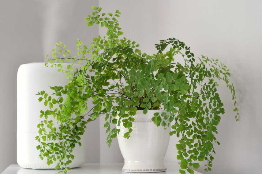 Fougère d'intérieur - Capillaire