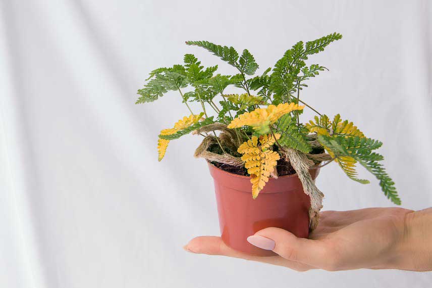 Feuilles jaunes sur une fougere d'interieur