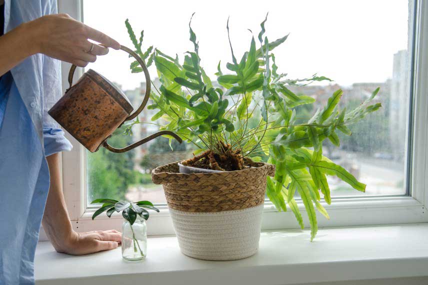 Arrosage fougère d'intérieur