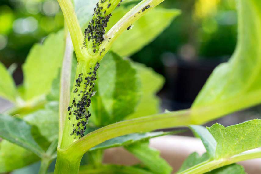 Parasites des fougeres d'interieur : pucerons