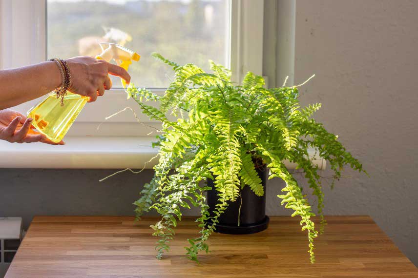 Brumisation feuillage fougere d'interieur