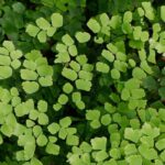 Les maladies et parasites des fougères d'intérieur