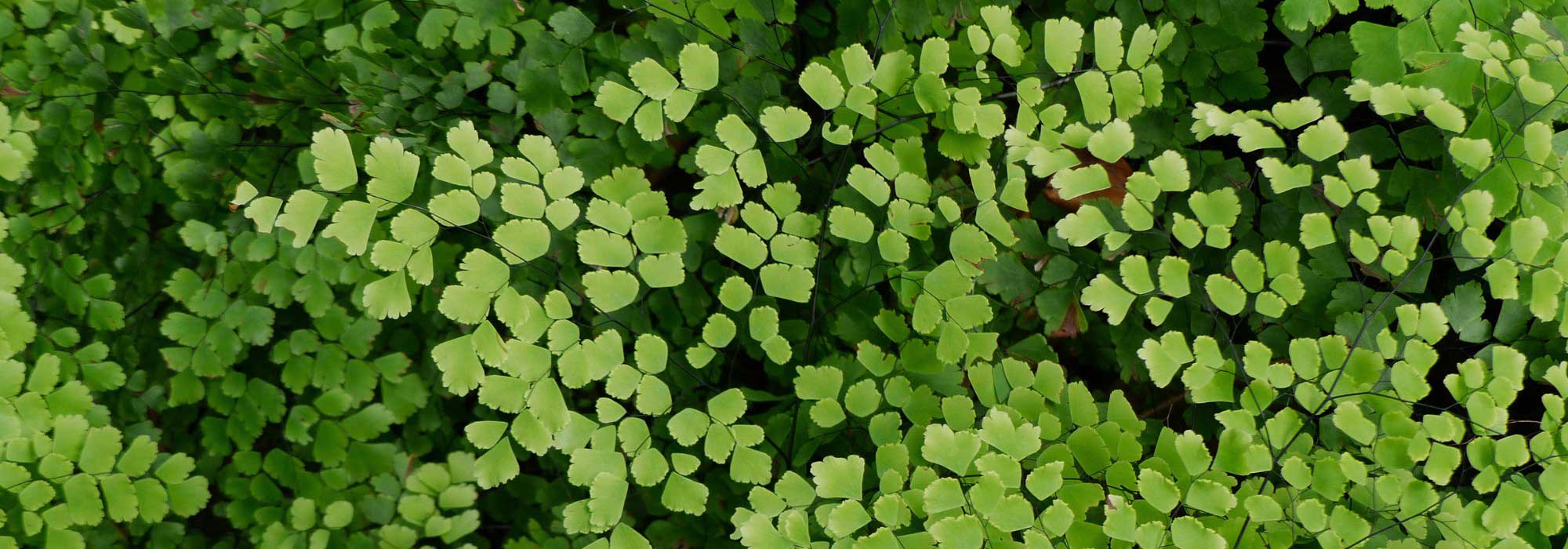 Les maladies et parasites des fougères d'intérieur