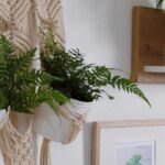 Les fougères d'intérieur : des plantes élégantes pour sublimer votre déco