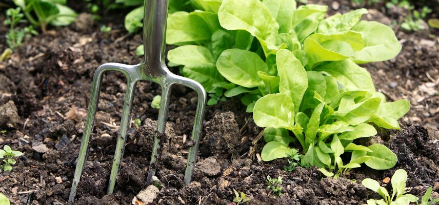 Pour éviter d'abîmer son sol, la fourche-bêche est l'outil idéal. 