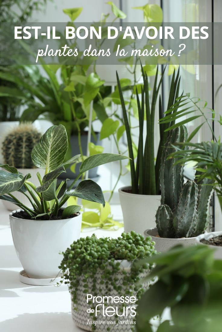 DES PLANTES D'INTERIEUR