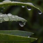 Printemps très humide : comment réussir ses plantations ?