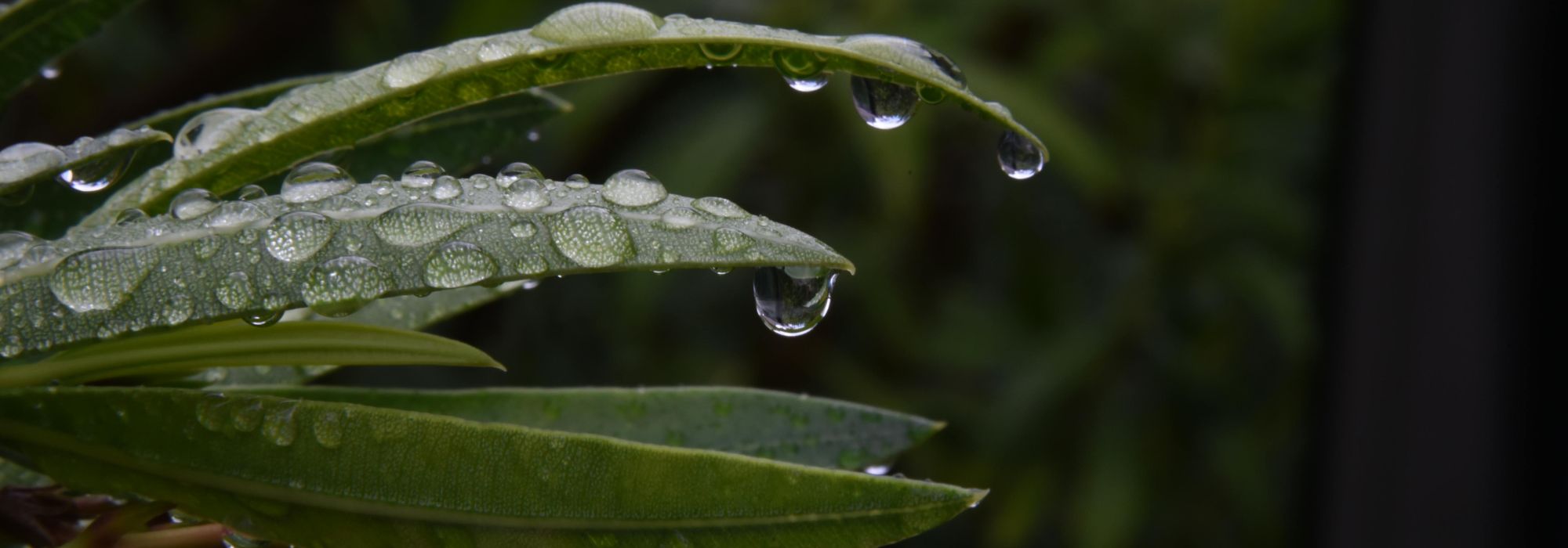 Printemps très humide : comment réussir ses plantations ?