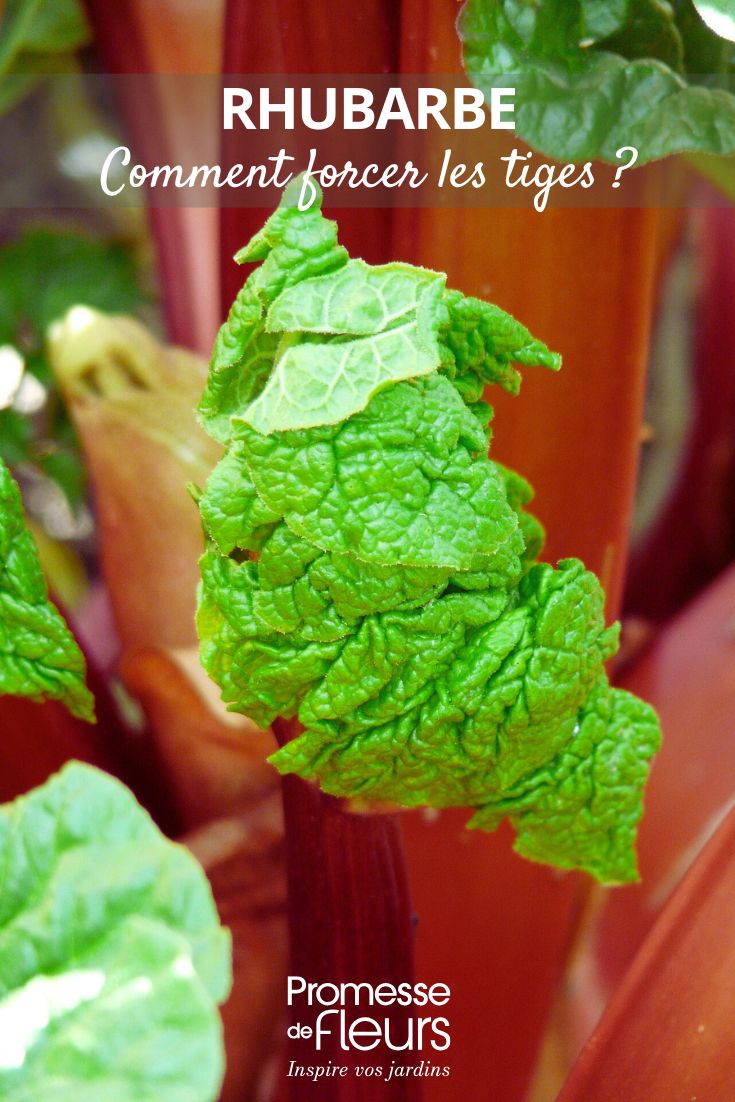 tige de rhubarbe
