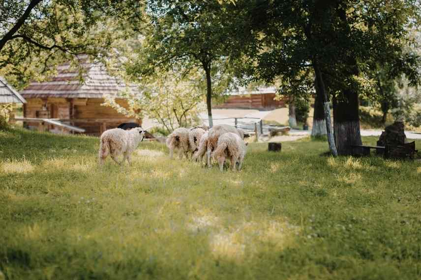 moutons dans le jardin : les règles à respecter