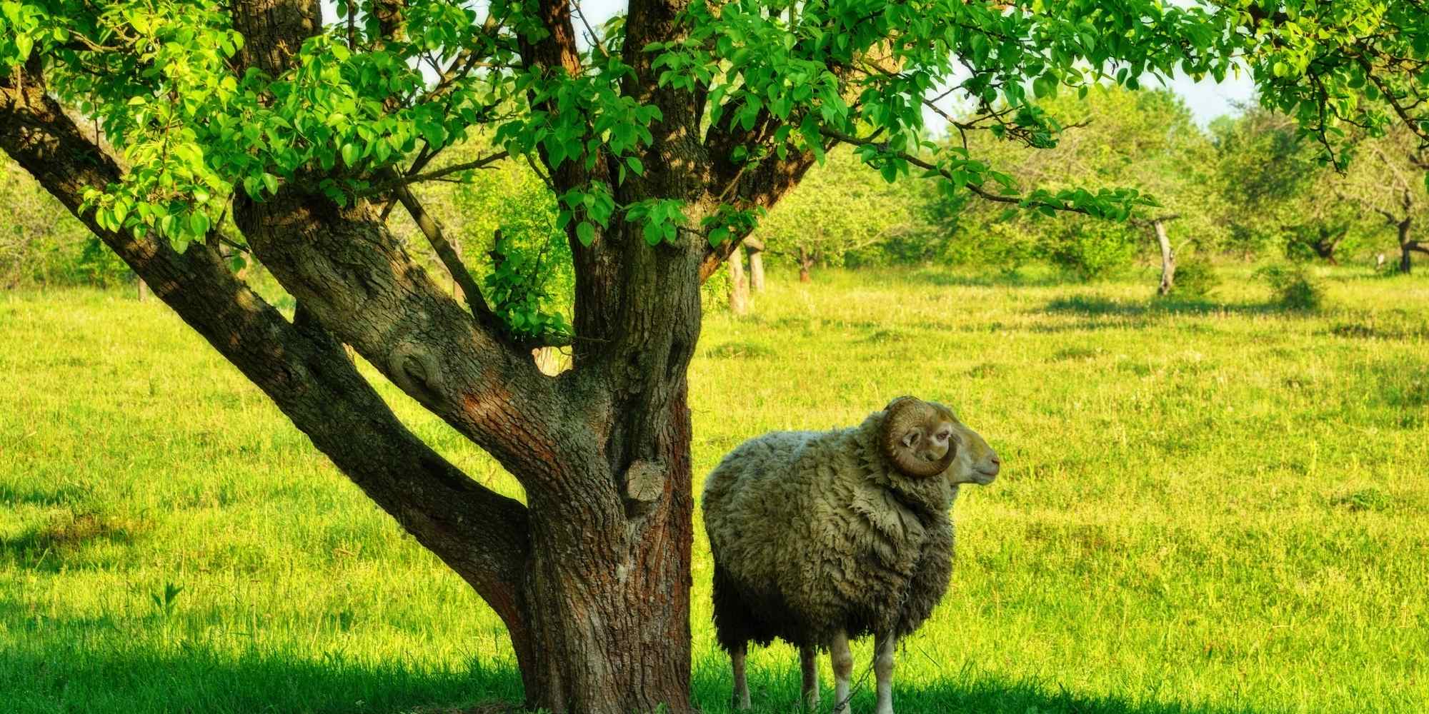 Élever un mouton dans son jardin : que dit la loi ?