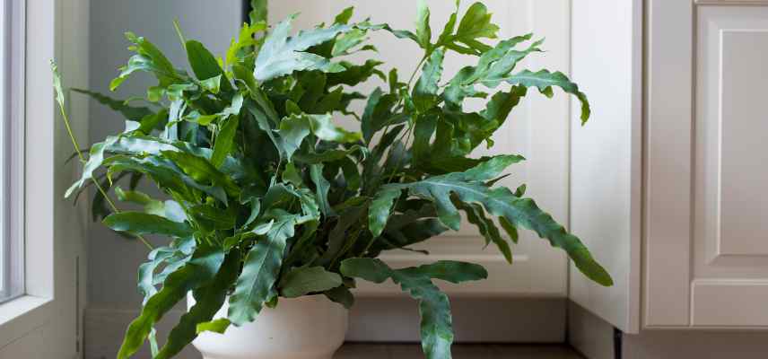 rempotage fougere interieur