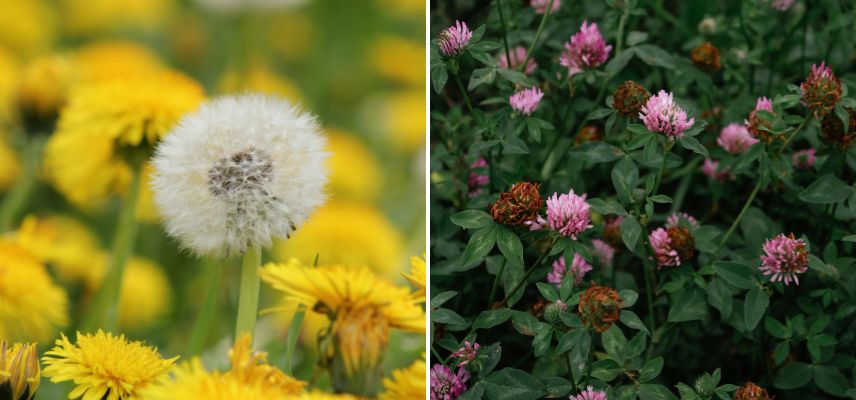 Plantes bioindicatrices pissenlit trèfle