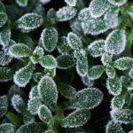 Gelées tardives au printemps : le guide des plantes résistantes