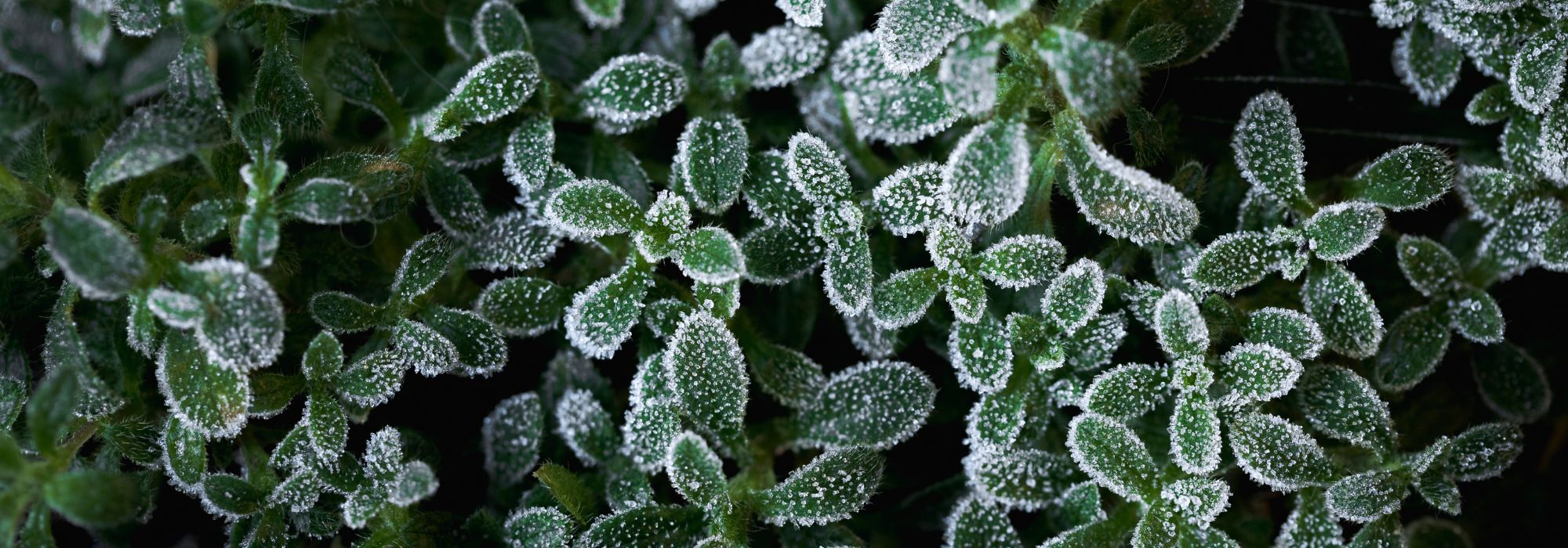 Gelées tardives au printemps : le guide des plantes résistantes