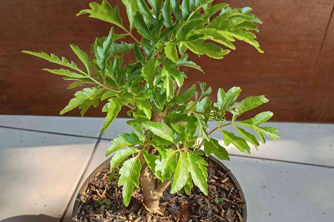 polyscias planter conseils