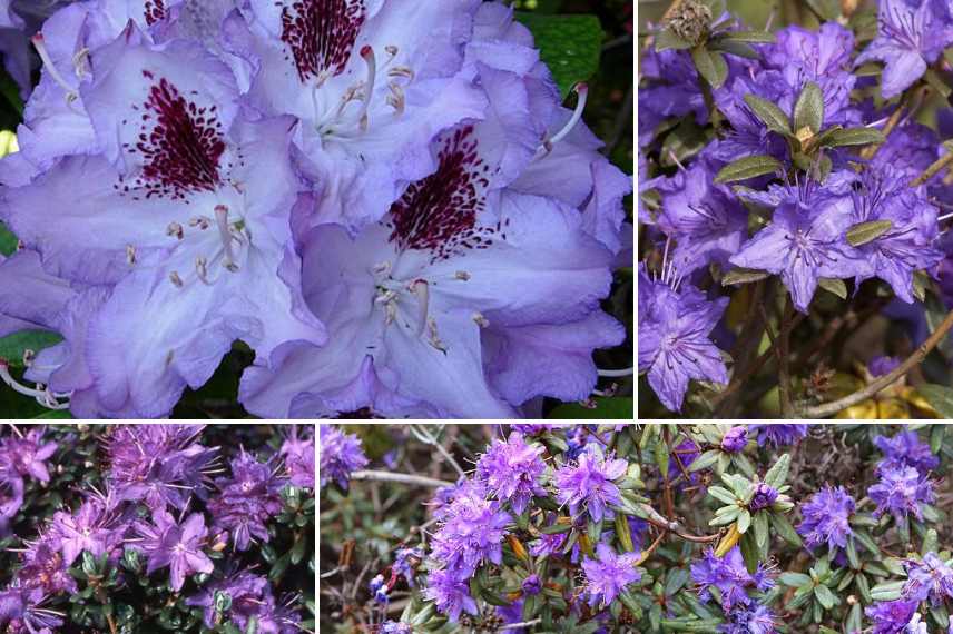 rhododendrons bleus