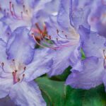 Découvrez les rhododendrons rares et méconnus !
