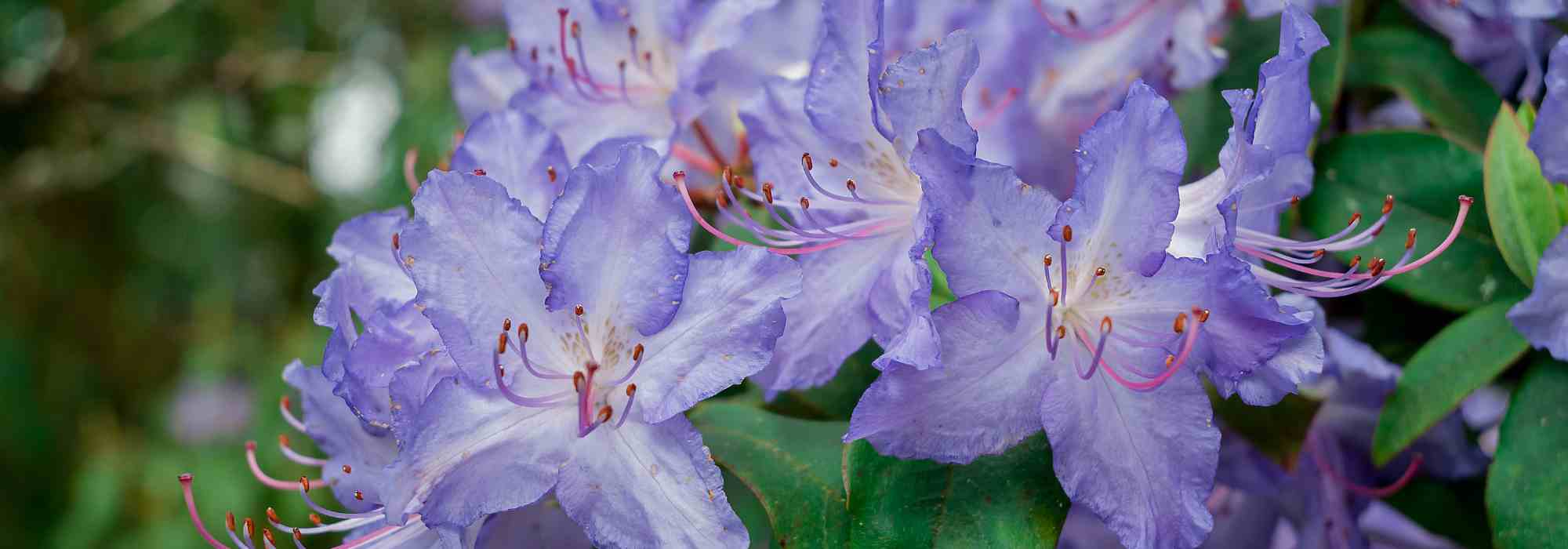 Découvrez les rhododendrons rares et méconnus !