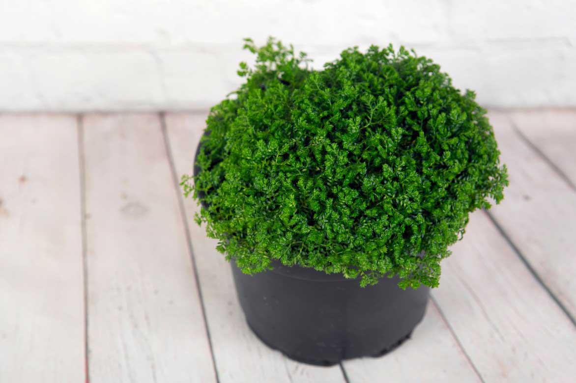 Sélaginelle d'intérieur