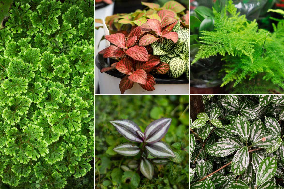 Idée d'association avec la Sélaginelle