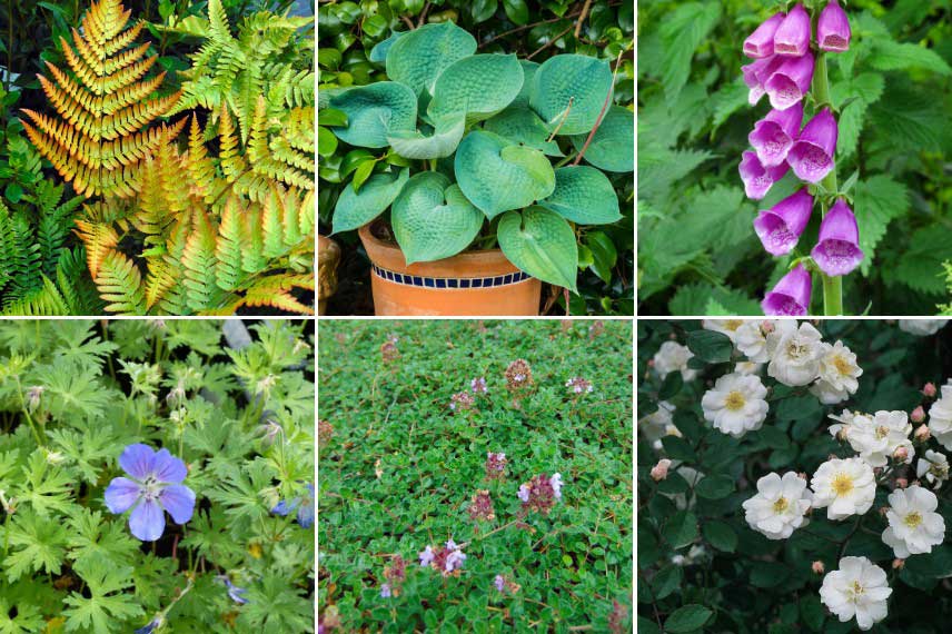 Choix de plantes pour la tendance Intrication vegetale