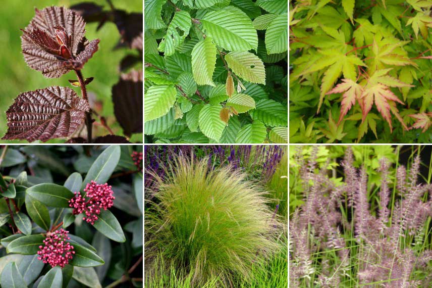 Intrication vegetale : quelles plantes choisir