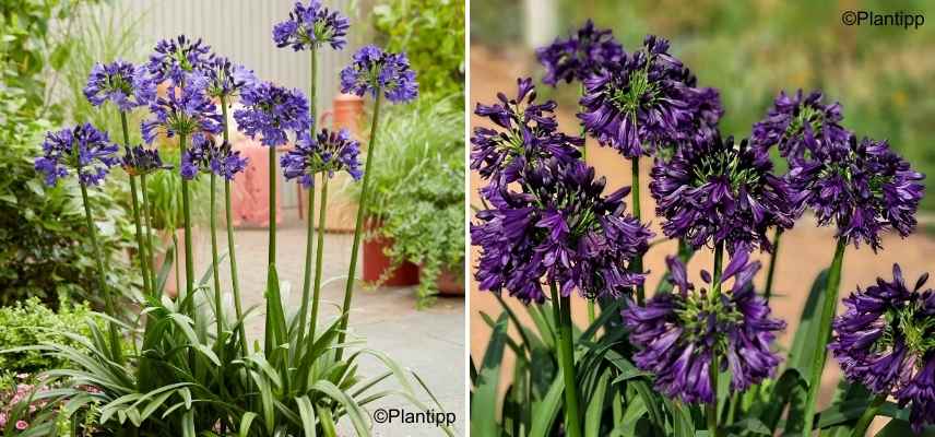 agapanthe qui fleurit tres longtemps