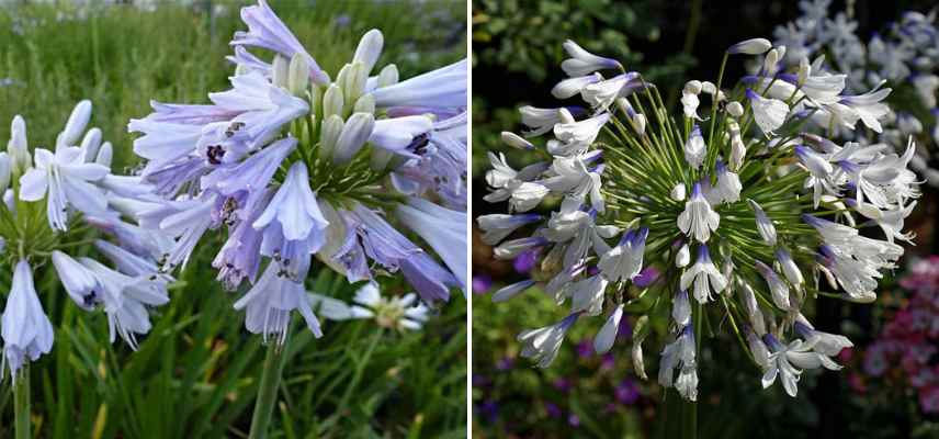 agapanthes fleurissant tard septembre