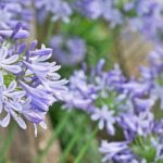 Quelles agapanthes fleurissent le plus longtemps ?