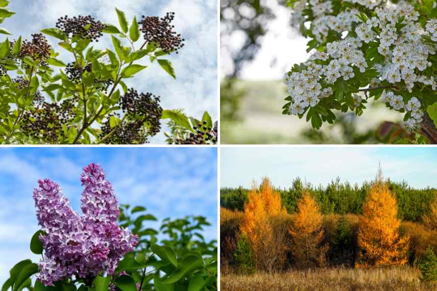 jardin moyenne altitude : des arbustes et arbres