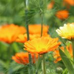 Le Calendula : une plante à cultiver pour ses vertus médicinales