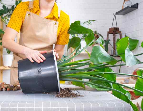 Comment rempoter les grandes plantes d'intérieur sans les abîmer ?
