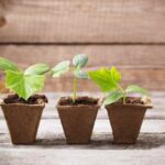 Comment semer le concombre ?