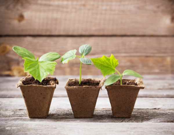 Comment semer le concombre ?