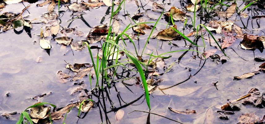 Flaque eau jardin sol asphyxié 